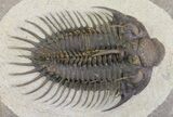 Spiny Comura Trilobite - Exceptional Specimen #65820-3